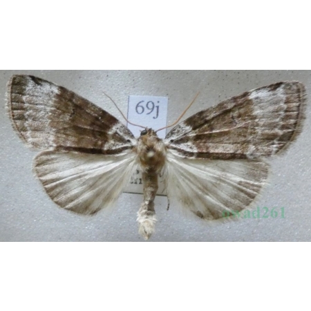 Tetheella fluctuosa (Hübner, 1803) Falica zmiennica Czech69j
